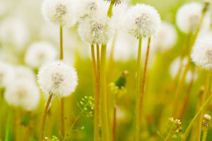 Dandelion's Secret Powers
