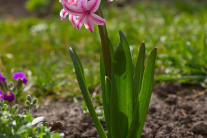 Caring For Hyacinths