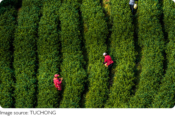 Best Tea Varieties to Try