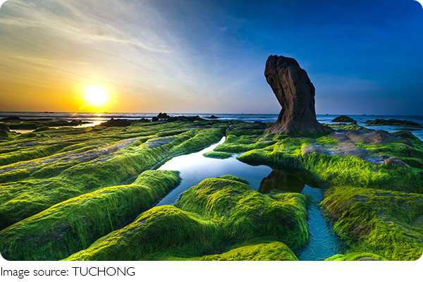 Seaweed Water Purifier