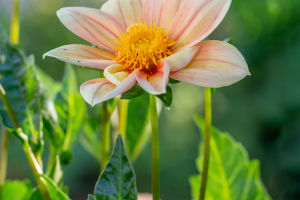 Gorgeous Dahlia