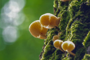 The Mushroom Obsession