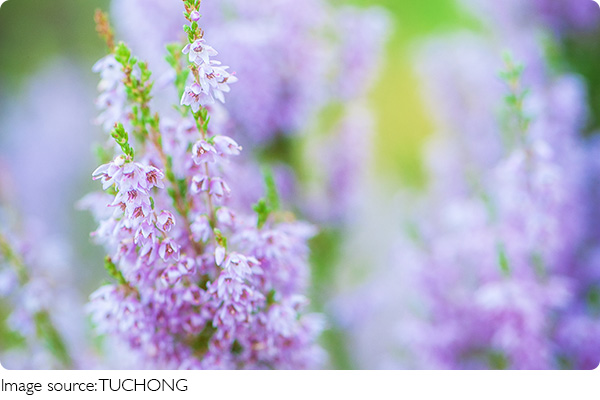 Hoa bằng lăng lâu tàn