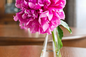 Regal Blooms