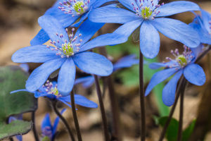 Nature's Healing Secrets