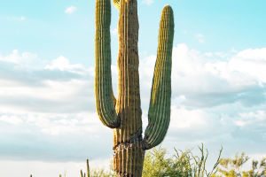 Survivors Of The Arid Realm