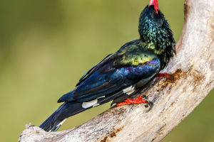 Avian Couture