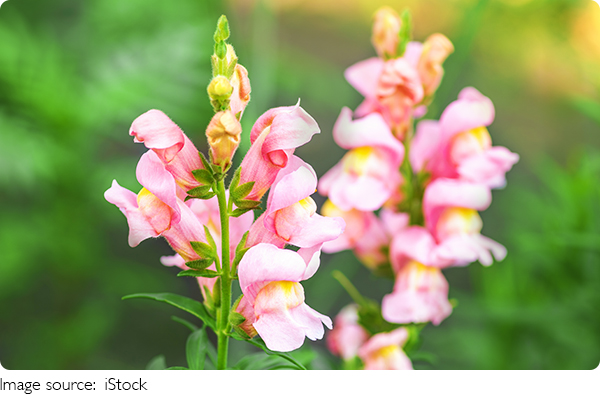 Sắc Màu Của Hoa Mõm Chó