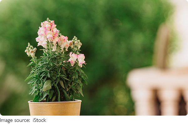 Sắc Màu Của Hoa Mõm Chó