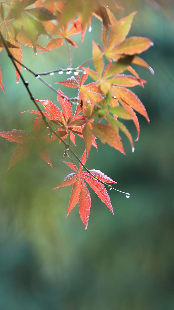 Autumn Reverie