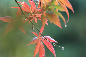 Autumn Reverie