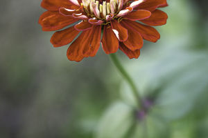 Petite Wonders