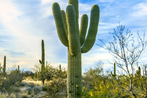 Giant Cactus