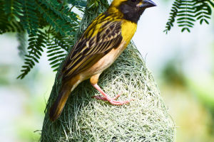 Nests Aloft