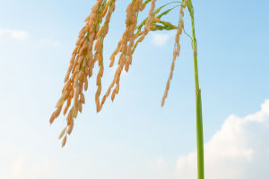 Rice Revolution