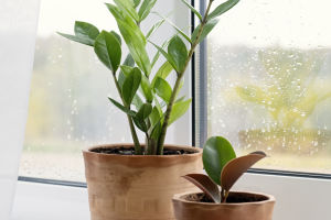 Fortune's Foliage