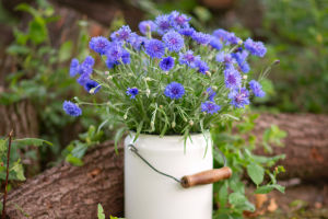 Cornflower's Charm