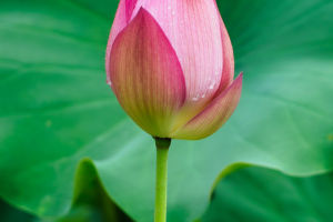 Lotus Photography Tips