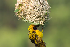 Communal Nest Builders