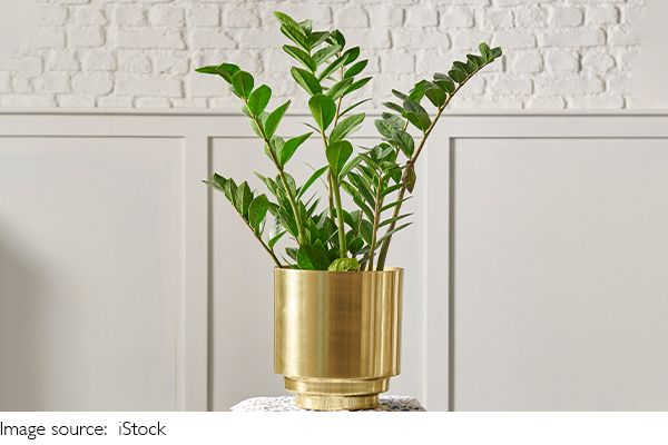 Winter Plant Survival