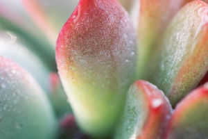 Succulent Care