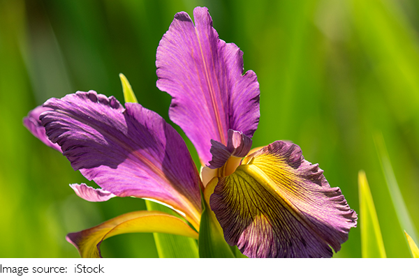 Hãy trồng hoa diên vĩ