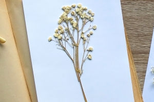 Botanical Taxidermy