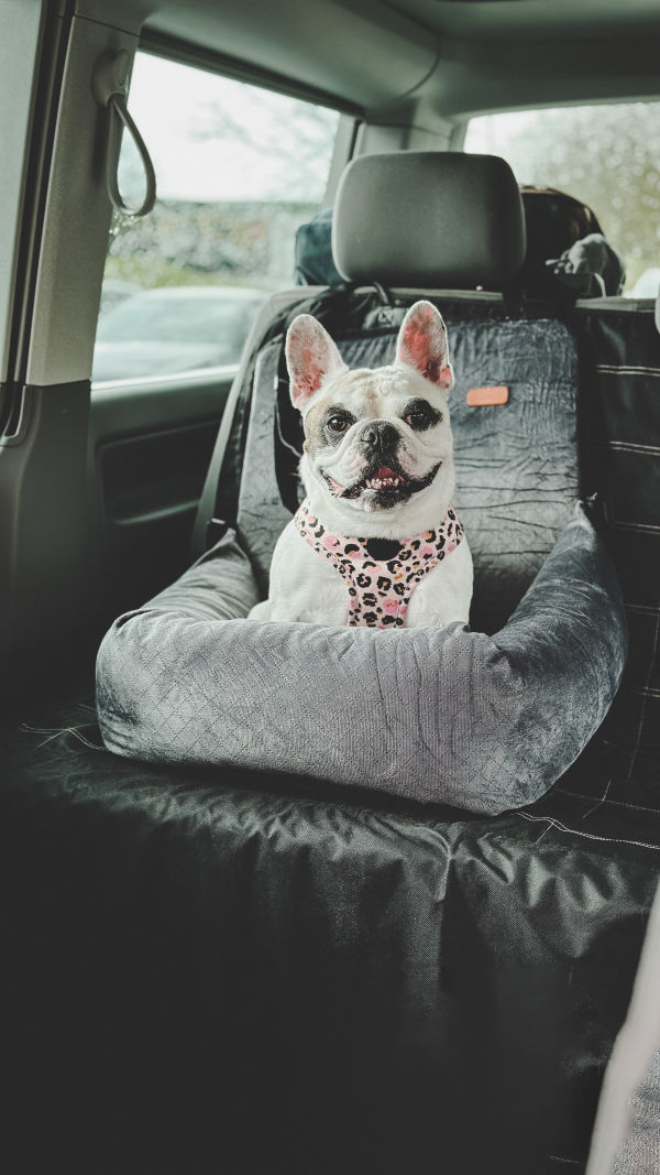 Dog Car Seats