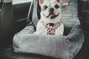 Dog Car Seats