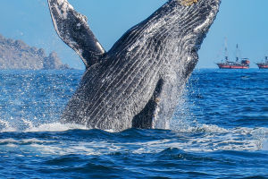 Largest Animals