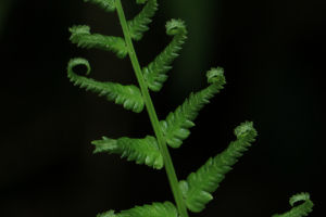 Ferns