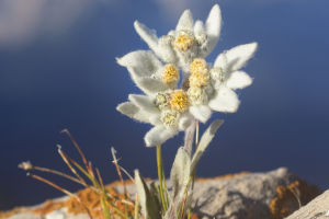 Alpine Emblem: Edelweiss