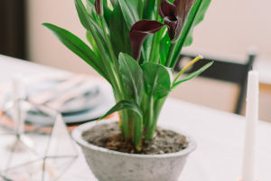 Floral Symbolism