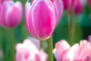 Tulip Majesty Unveiled