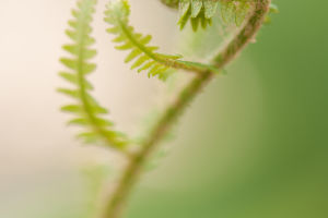 Fern Marvels