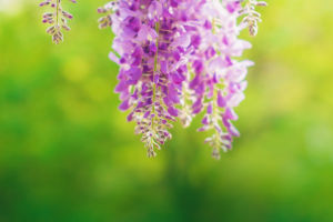 The Enchanting Beauty