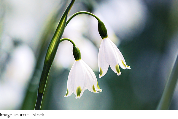 Secrets Inside Every Flower