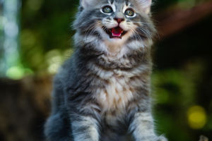Cat's Expression