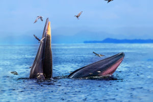 Whales And Climate