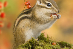 Chipmunks