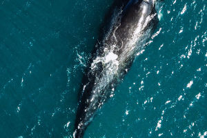 Whales' Giant Brains