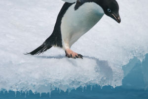 Wonderous Penguins