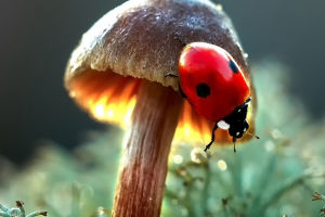 Mushrooms Are Not Plants