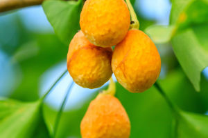 Medicinal Ginkgo Nut