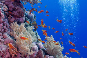 Oceans
