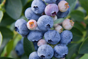 Blueberry Health Wonders