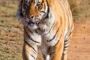 Tigers: Wildlife Worry