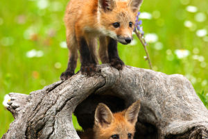 Fox Wisdom