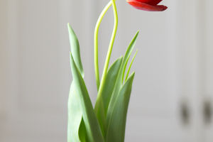 Nature's Poetry: Tulips