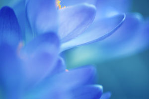 Crocus's Vital Elixir